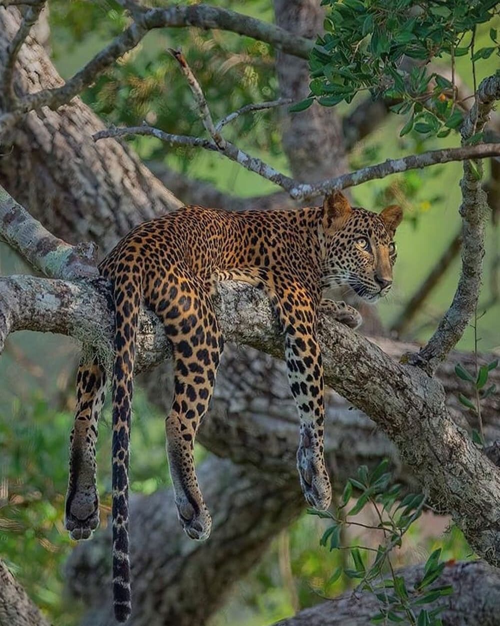 Cover Image for Wild-life & Coastal Bliss